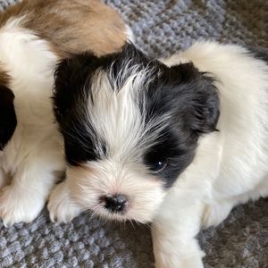 Meet your Posher, Tammy